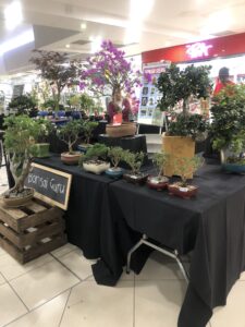 Houghton Bonsai and Orchid Show Killarney Mall